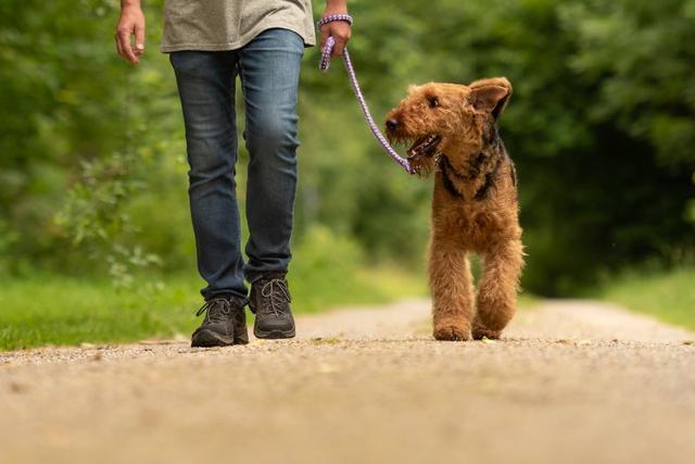 How to use a dog leash to train puppies