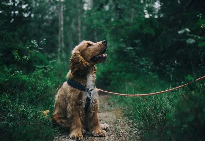 What kinds of dog leashes are there