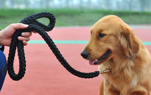 How to train the dog not to bite the leash