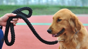 How to train the dog not to bite the leash