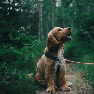 What kinds of dog leashes are there