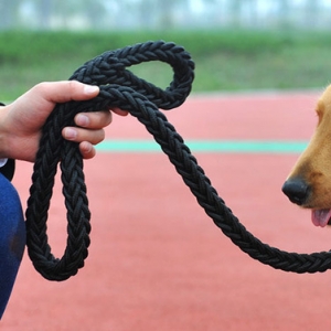 How to train the dog not to bite the leash