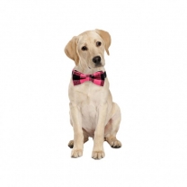 Removable bow tie dog collar